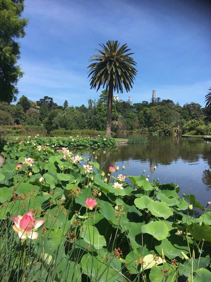 The Famous Melbourne City Bike Tour - The arts precinct and Melbourne’s sporting icons
