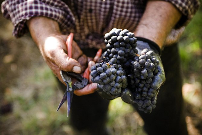 Ultimate Mornington Peninsula Food and Wine Small Group Tour - Why this Mornington Peninsula tour works so well