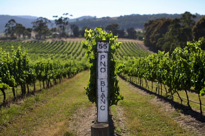 Ultimate Yarra Valley Chandon, Soumah & De Bortoli Cheese & Wine - Key points before you book