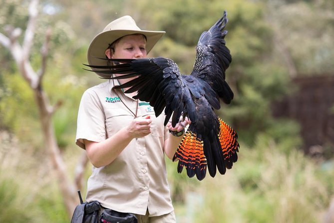 VIP Sanctuary Tour at Healesville Sanctuary - excl. entry - Close encounters with koalas and kangaroos