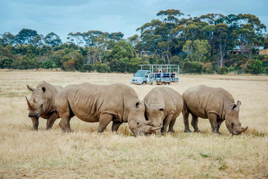 Werribee Open Range Zoo: Entry Ticket - Why the safari is the heart of the visit