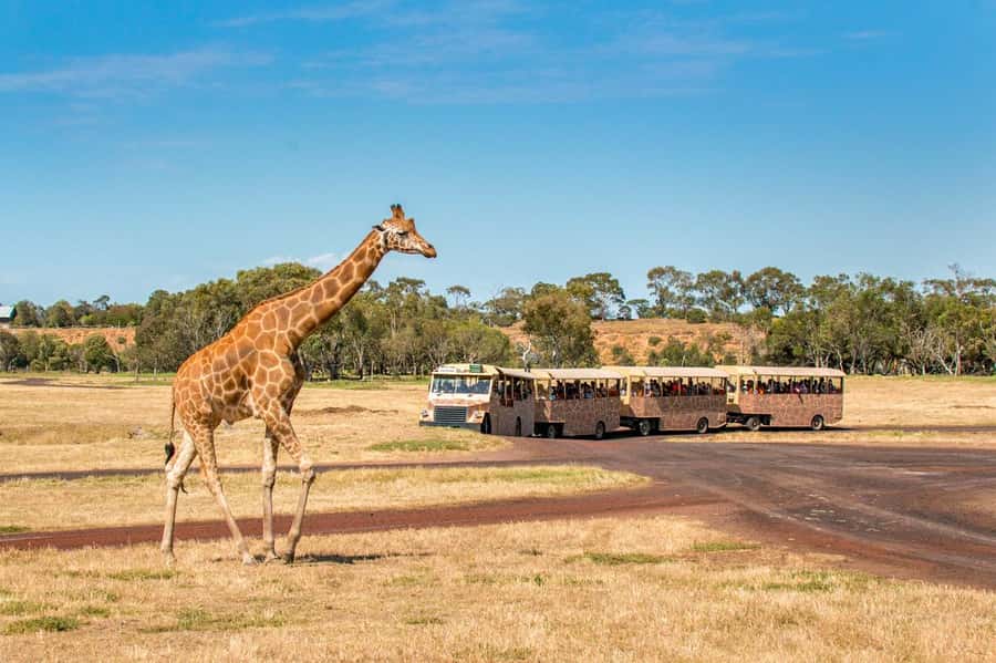 Werribee Open Range Zoo: Entry Ticket - Should you book Werribee Open Range Zoo?