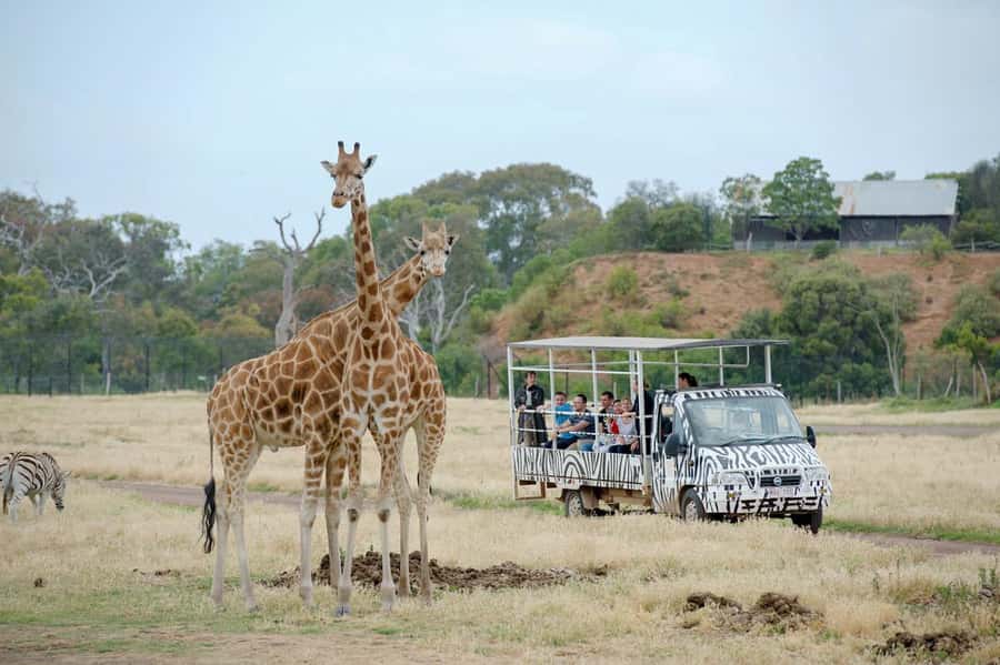 Werribee Open Range Zoo: Entry Ticket - Walking through the gorillas, lions, hippos, and monkeys