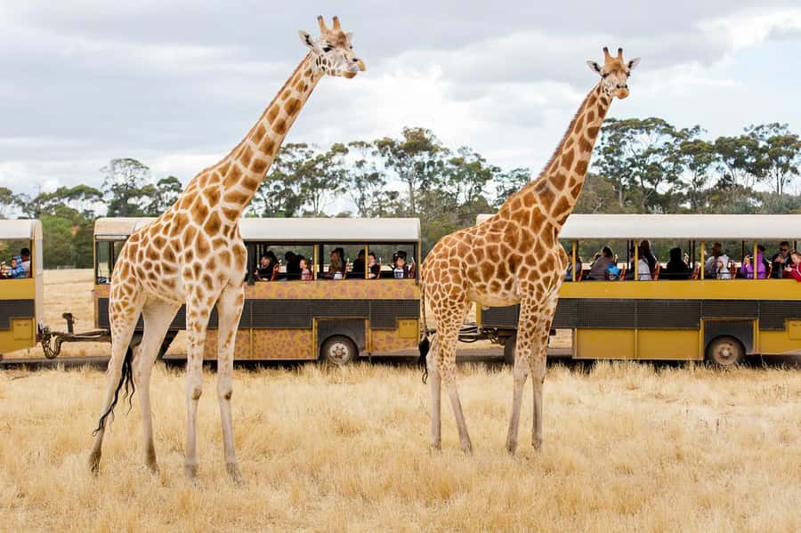 Werribee Open Range Zoo: Entry Ticket - A practical full-day route