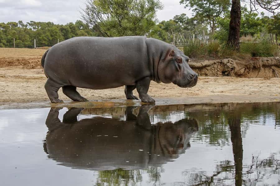 Werribee Open Range Zoo: Entry Ticket - How much value do you get for $37?
