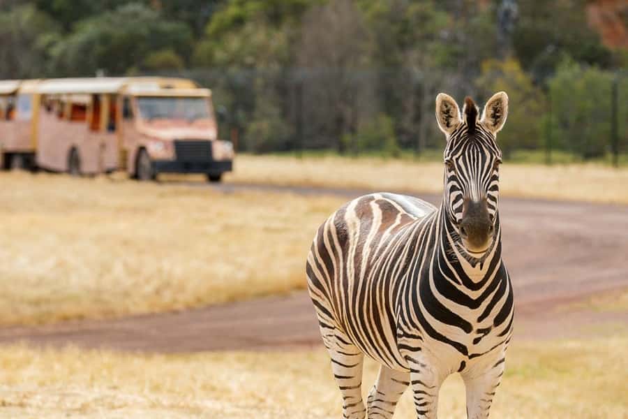 Werribee Open Range Zoo: Entry Ticket - What the guides add to the experience