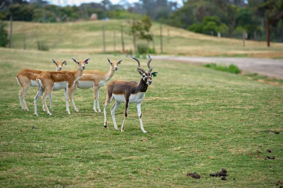 Werribee Open Range Zoo: Entry Ticket - Who will enjoy Werribee most?