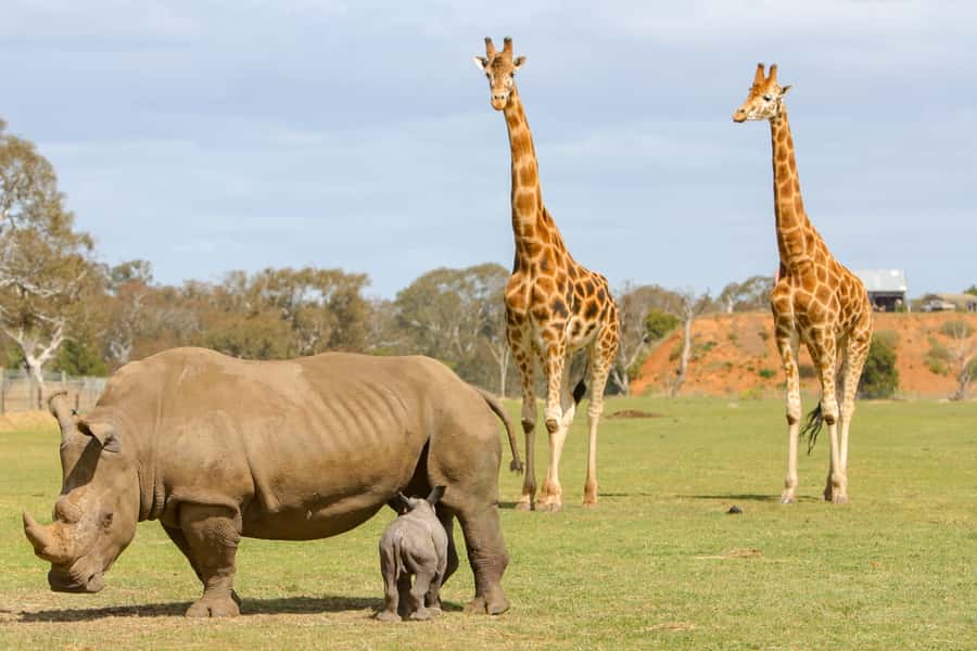 Werribee Open Range Zoo: Entry Ticket - Useful booking and timing advice