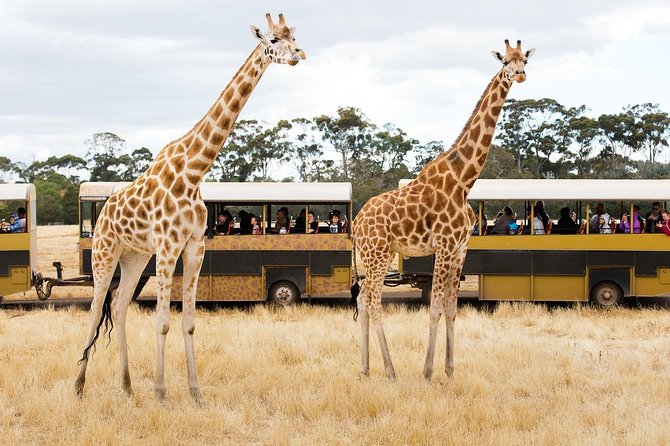 Werribee Open Range Zoo General Admission Ticket - Why the safari bus is the heart of the visit