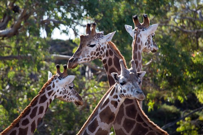 Werribee Open Range Zoo General Admission Ticket - A three-hour plan that works