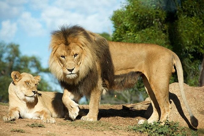 Werribee Open Range Zoo General Admission Ticket - Getting there and handling the practical details