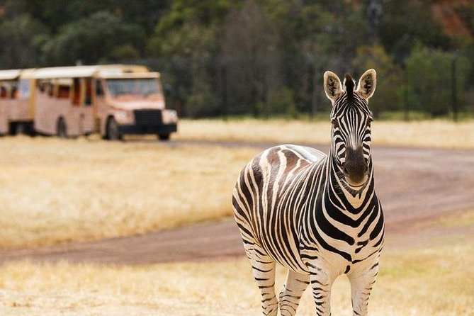 Werribee Open Range Zoo General Admission Ticket - Walking among gorillas, lions, and Australian wildlife