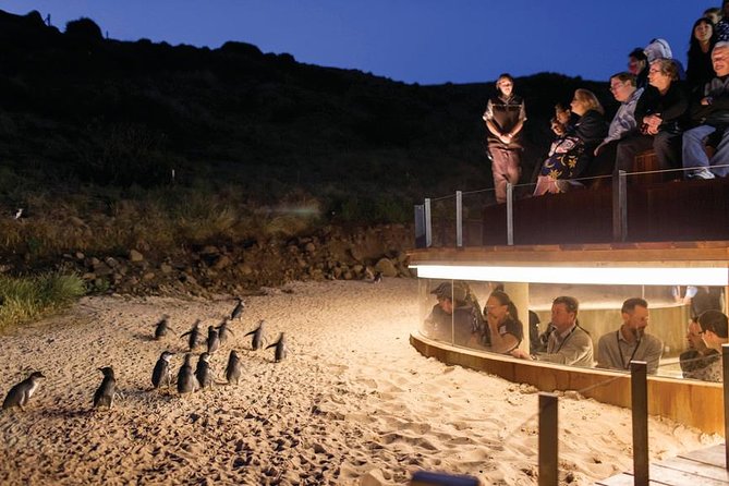 Wilson's Promontory & Phillip Island - 'Prom & Penguins' Tour - Lilly Pilly Gully: a gentler rainforest choice