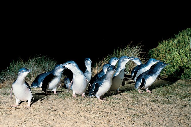 Wilson's Promontory & Phillip Island - 'Prom & Penguins' Tour - Penguin Parade: the evening’s main event