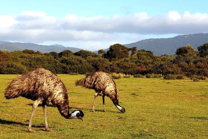 Wilson's Promontory & Phillip Island - 'Prom & Penguins' Tour - What the private vehicle adds