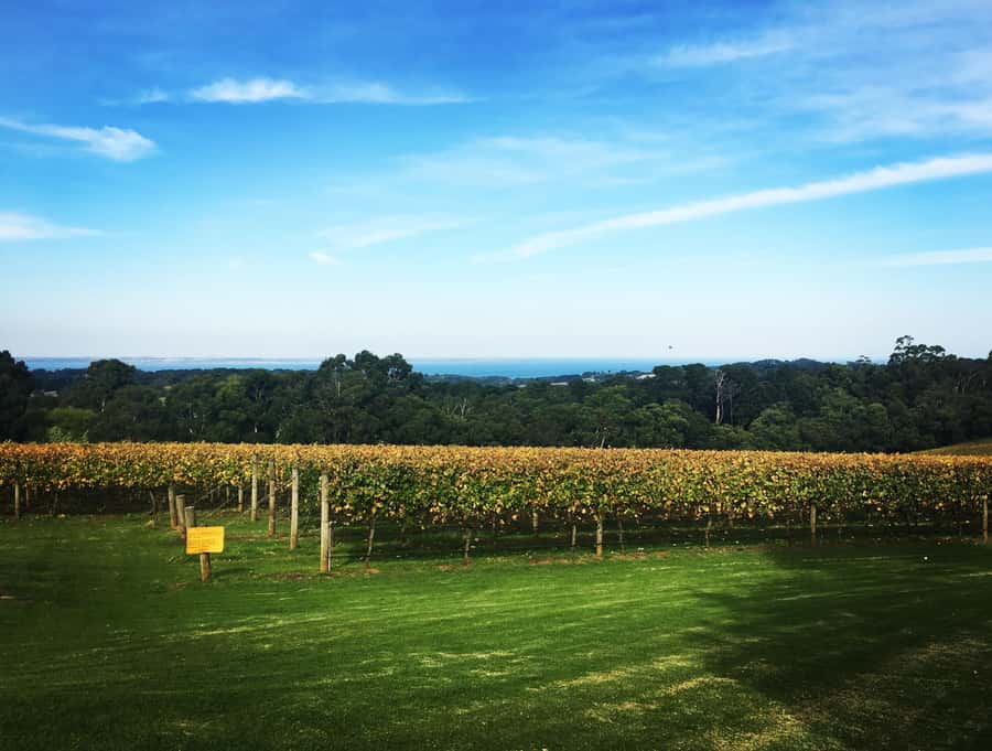 Yarra Valley: Bus Wine Tour with Lunch and a Glass of Wine - Four wineries, one lunch, and a sweet finish