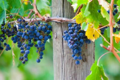 Bus Wine Tour with Lunch and a Glass of Wine