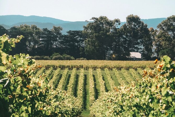 Yarra Valley luxe private tour with Champagne Brunch - Is $487.73 per person good value?