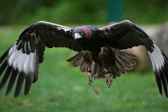 Yarra Valley Wildlife & Wine Day Tour with Healesville Sanctuary - What to know before you book