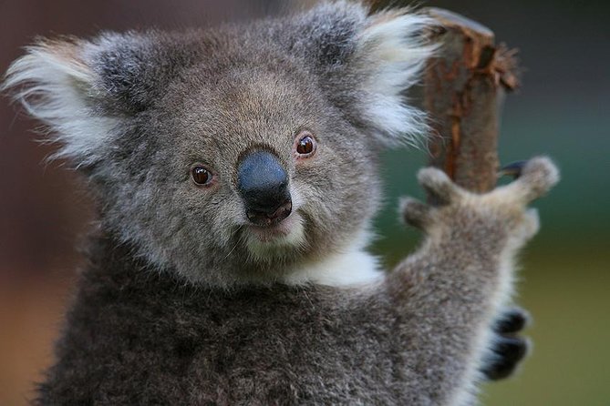 Yarra Valley Wildlife & Wine Day Tour with Healesville Sanctuary - Healesville Sanctuary: Australian wildlife up close