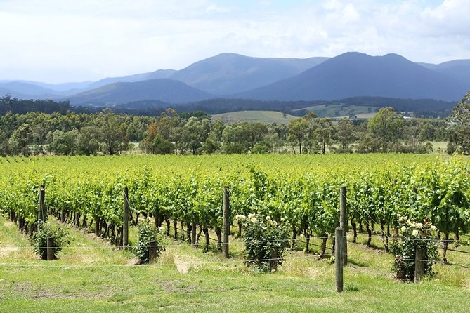 Yarra Valley Wine Day Tour - Is $222.35 good value?