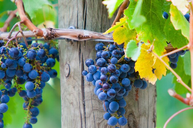 Yarra Valley Wine Tour inc lunch with a glass of wine, tastings and chocolate - The pace, group size, and practical trade-offs