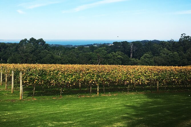 Yarra Valley Wine Tour inc lunch with a glass of wine, tastings and chocolate - Who will get the most from this wine tour?