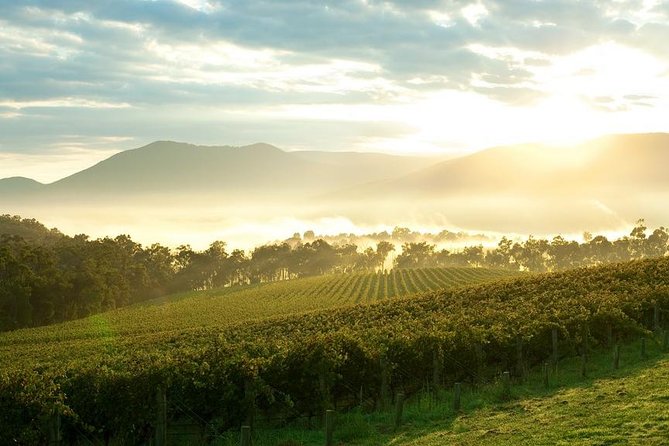 Yarra Valley Wine & Wildlife - Private Regional Tour - What the private format is worth