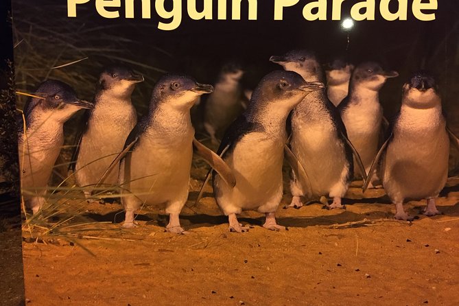 Yarra Valley Wine & Wildlife - Private Regional Tour - Guides, pace, and the small details