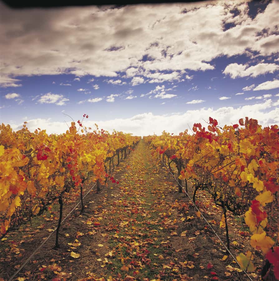 Yarra Valley: Winery Tour with Lunch at Yering Station - Yering Station brings history, views, and lunch